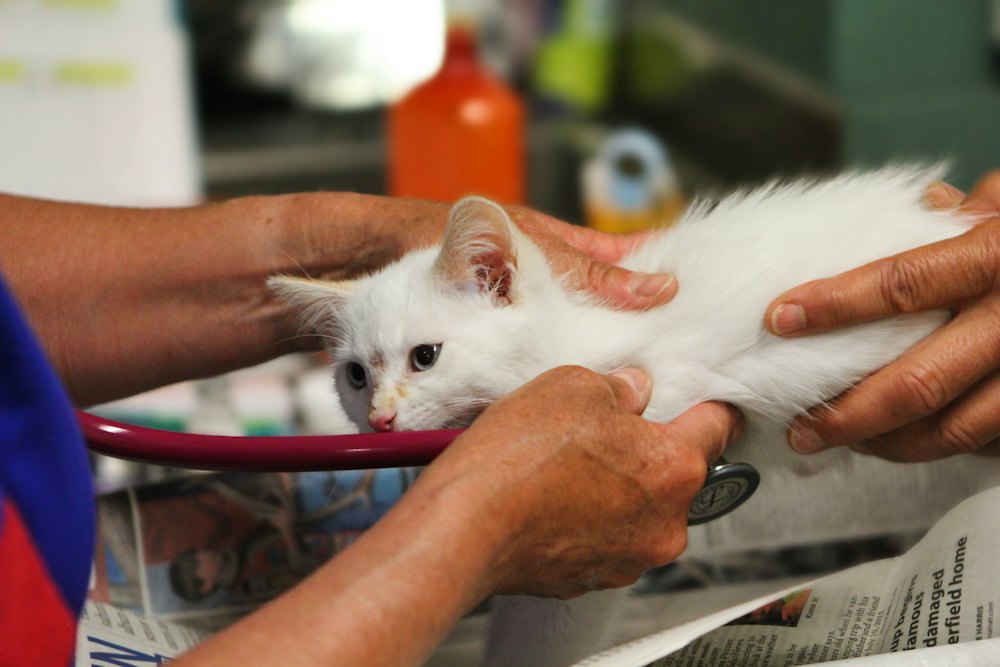 Ambientación de clínica veterinaria, foto de referencia